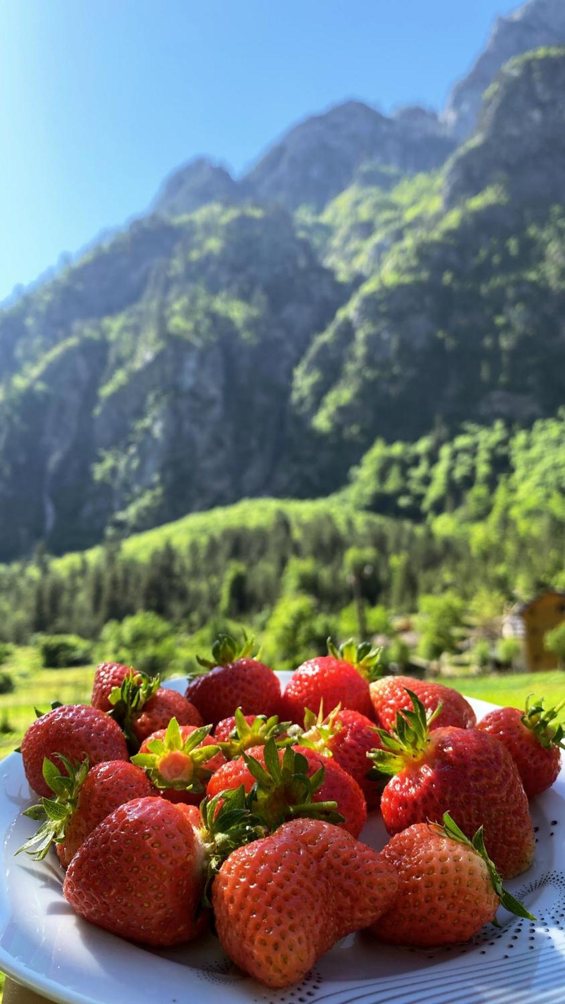 Rexhepi, Valbone *